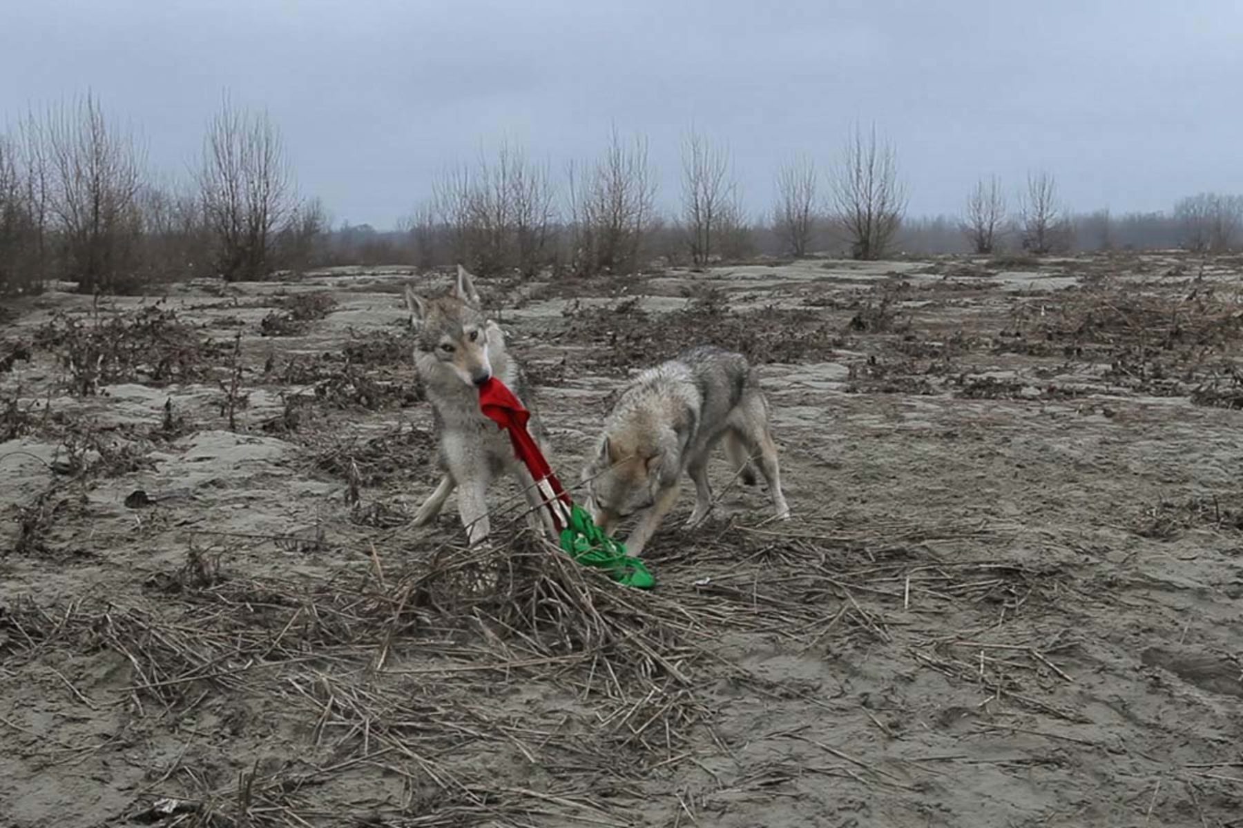 Filippo Berta, Homo Homini Lupus, 2011, video HD, suono, 2’ 33’’, video still, courtesy of the artist