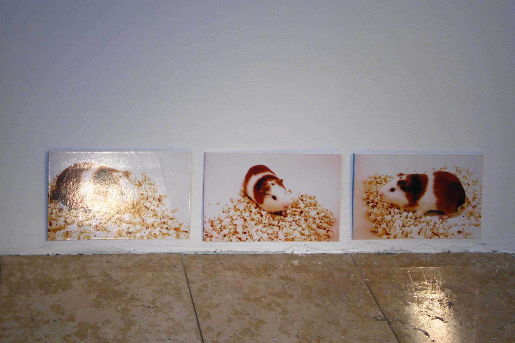 Massimo Premuda, Animal Architecture, 2011, installation view