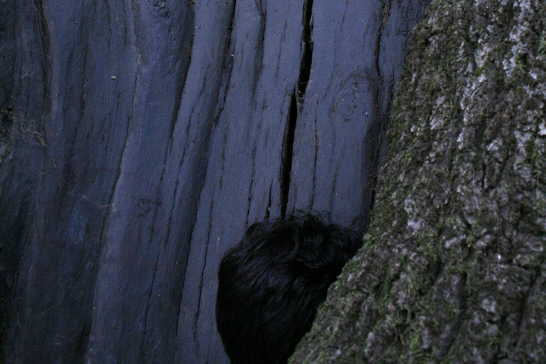 Lara Trevisan, Uomo quercia, 2011, stampa fotografica, 100 x 70 cm